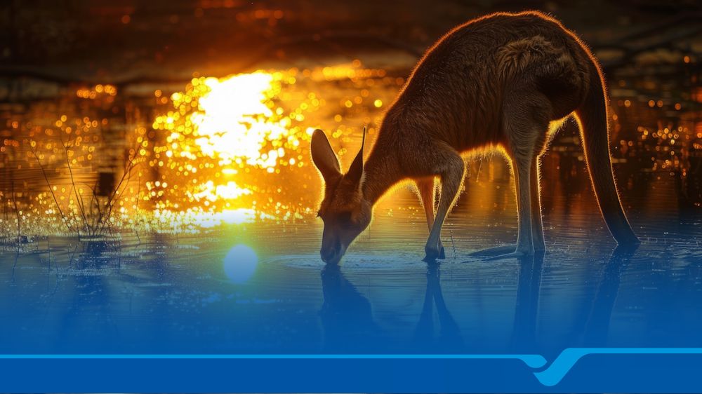 transfer money from Vietnam to Australia